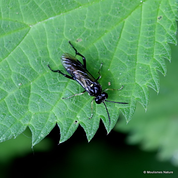 Macrophya sp. (Sawfly sp.)