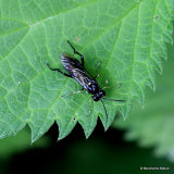 Macrophya sp. (Sawfly sp.)