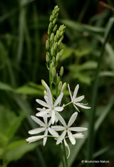 Anthericum liliago, St. Bernard's Lily