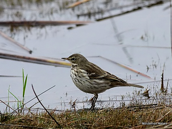 Water Pipit (Anthus spinoletta)