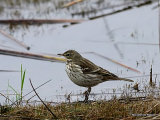 Water Pipit (Anthus spinoletta)