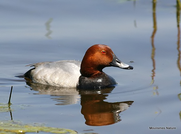 Common Pochard (Aythya ferina) M