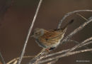 Dunnock (Prunella modularis)