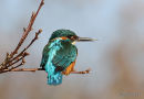 Common Kingfisher (Alcedo atthis) M