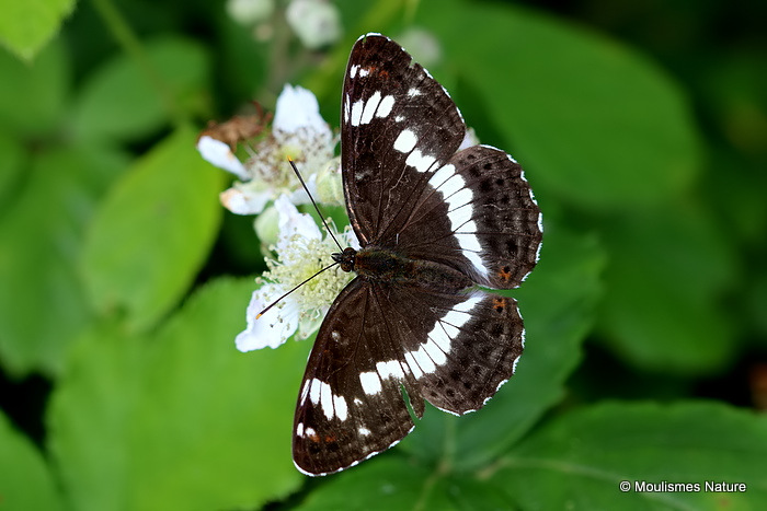 White Admiral (Limenitis camilla)