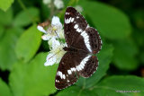 White Admiral (Limenitis camilla)