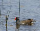 Common Moorhen (Gallinula chloropus) Ad-S