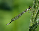 Dainty Damselfly (Coenagrion scitulum) M-ten