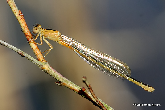Scarce Blue-tailed Damselfly (Ischnura pumilio) F-Imm 'aurantiaca'
