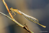 Scarce Blue-tailed Damselfly (Ischnura pumilio) F-Imm 'aurantiaca'