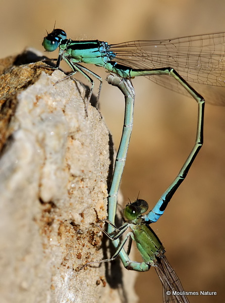 Scarce Blue-tailed Damselflies (Ischnura pumilio)