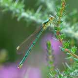 Small Emerald (Lestes virens) F-Imm