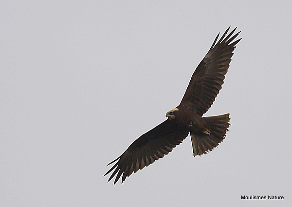 Circus aeruginosus Juv