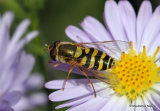 Syrphus sp. F