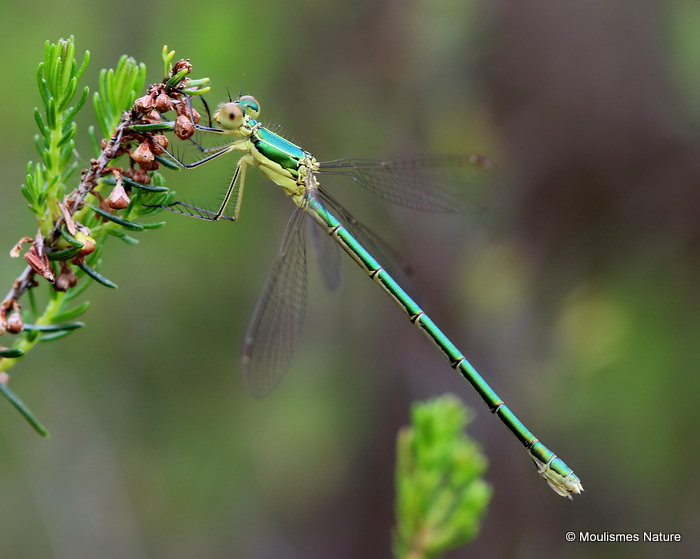 Small Emerald (Lestes virens) F