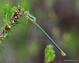 Small Emerald (Lestes virens) F