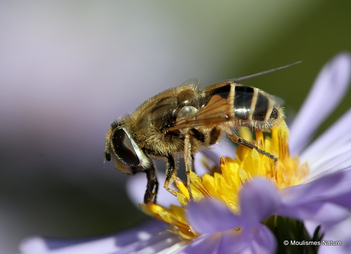 Eristalis arbustorum (Plain-faced Dronefly) F