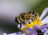 Eristalis arbustorum (Plain-faced Dronefly) F