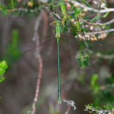 Small Emerald (Lestes virens) M-Imm