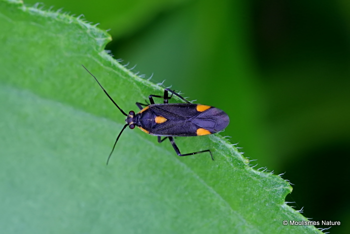 Mirid Bug sp. Capsodes flavomarginatus