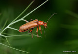 Soldier Beetle sp. Cantharis livida