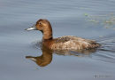 Common Pochard (Aythya ferina) F-S