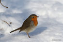 European Robin (Erithacus rubecula)