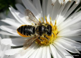 Patchwork Leaf-cutter Bee (Megachile centuncularis) F