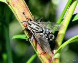 Flesh Fly (Sarcophaga) sp.