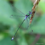 Common Emerald (Lestes sponsa) M