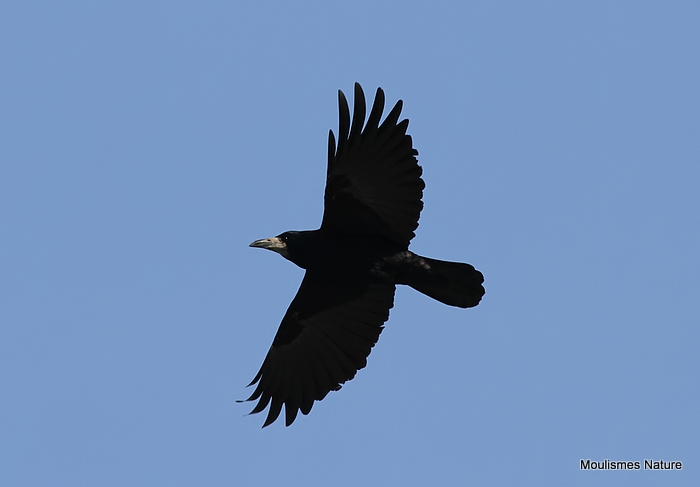Rook (Corvus frugilegus)