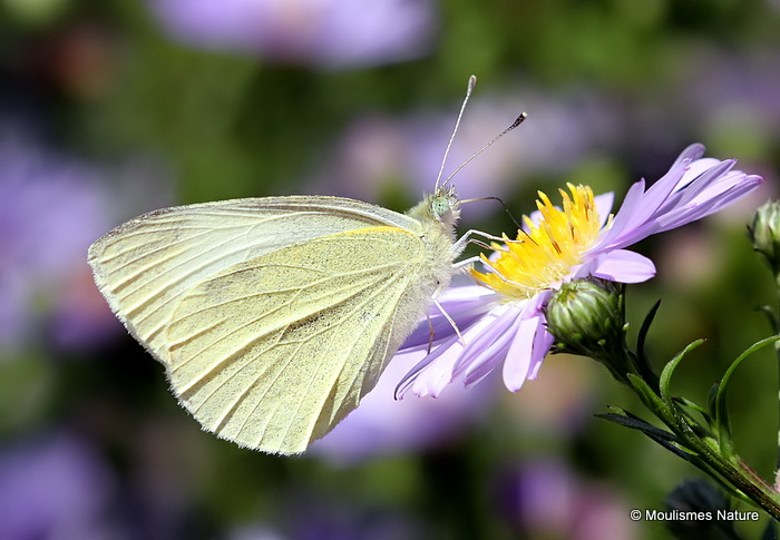 Small White (Pieris rapae)