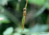 Southern Darter (Sympetrum meridionale) F