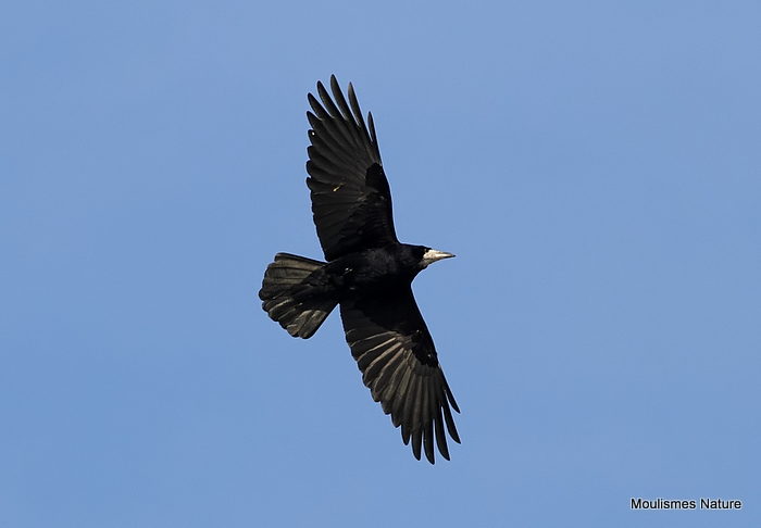 Rook (Corvus frugilegus)