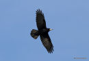 Rook (Corvus frugilegus)