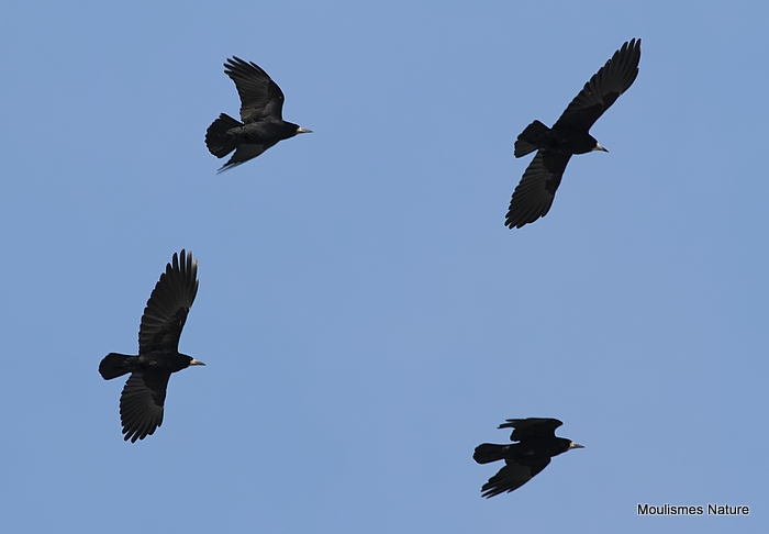 Rook (Corvus frugilegus)