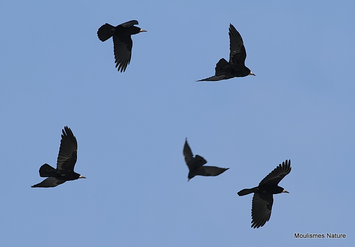 Rook (Corvus frugilegus)