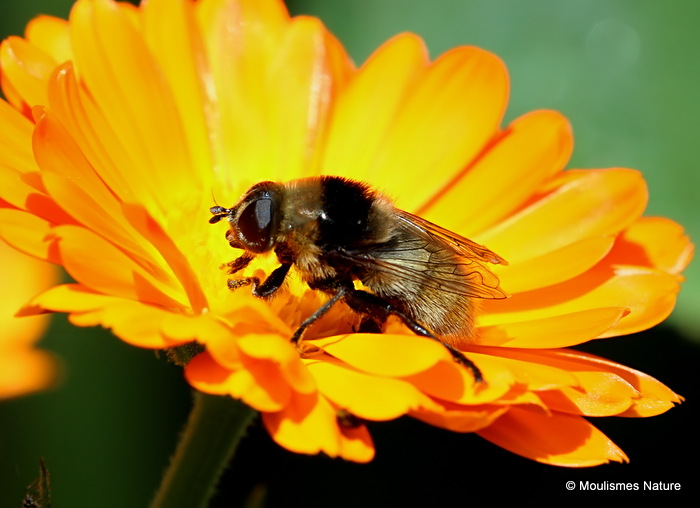 Merodon equestris (Narcissus Bulb Fly)