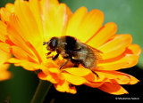 Merodon equestris (Narcissus Bulb Fly)