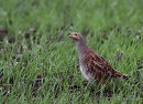 Grey Partridge (Perdix perdix) F