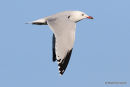 Audouin's Gull (Larus audouinii) San Pedro
