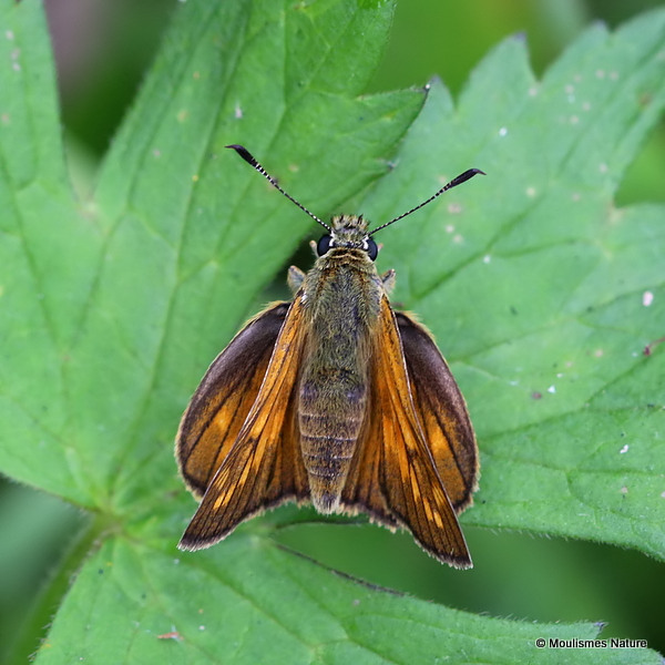 Large Skipper (Ochlodes venatus) F