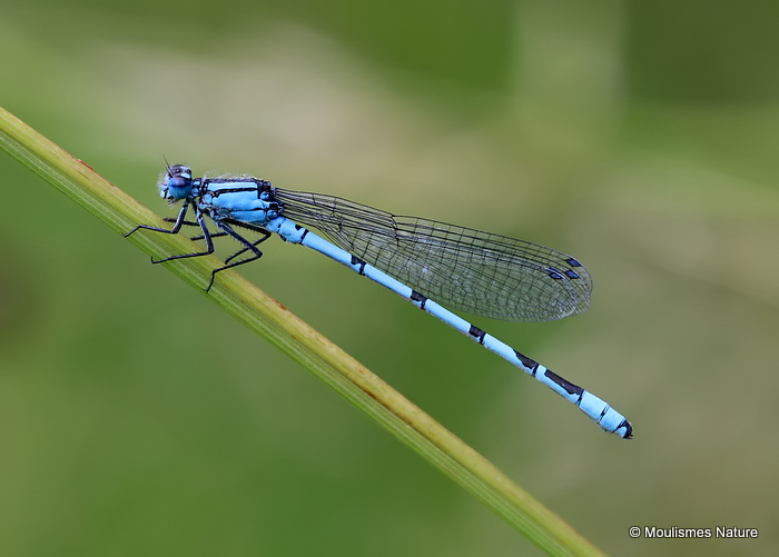 Common Blue Damselfly (Enallagma cyathigerum) M