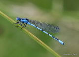 Common Blue Damselfly (Enallagma cyathigerum) M