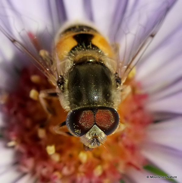 Eristalis arbustorum (Plain-faced Dronefly) M