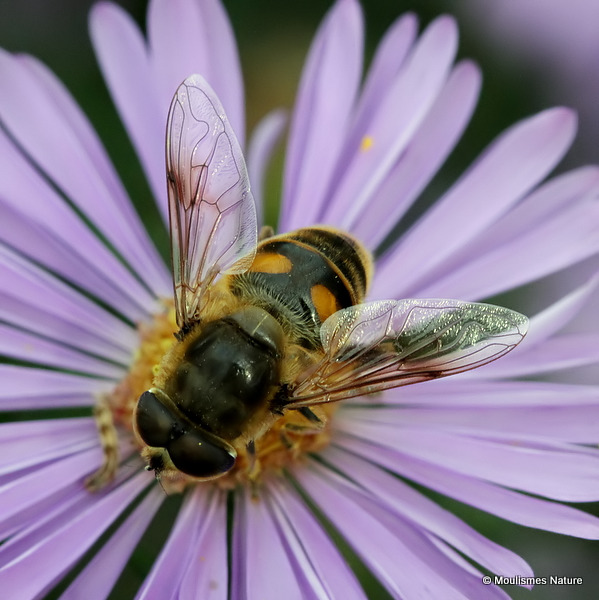 Eristalis sp. M