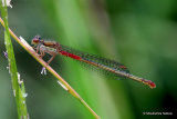 Small Red Damselfly (Ceriagrion tenellum) F