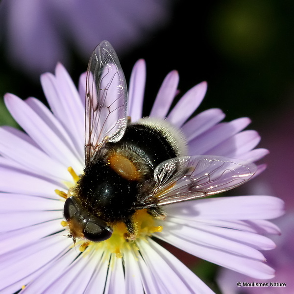 Eristalis intricarius (Furry Dronefly) F