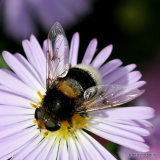 Eristalis intricarius (Furry Dronefly) F