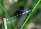 Common Emerald (Lestes sponsa) M